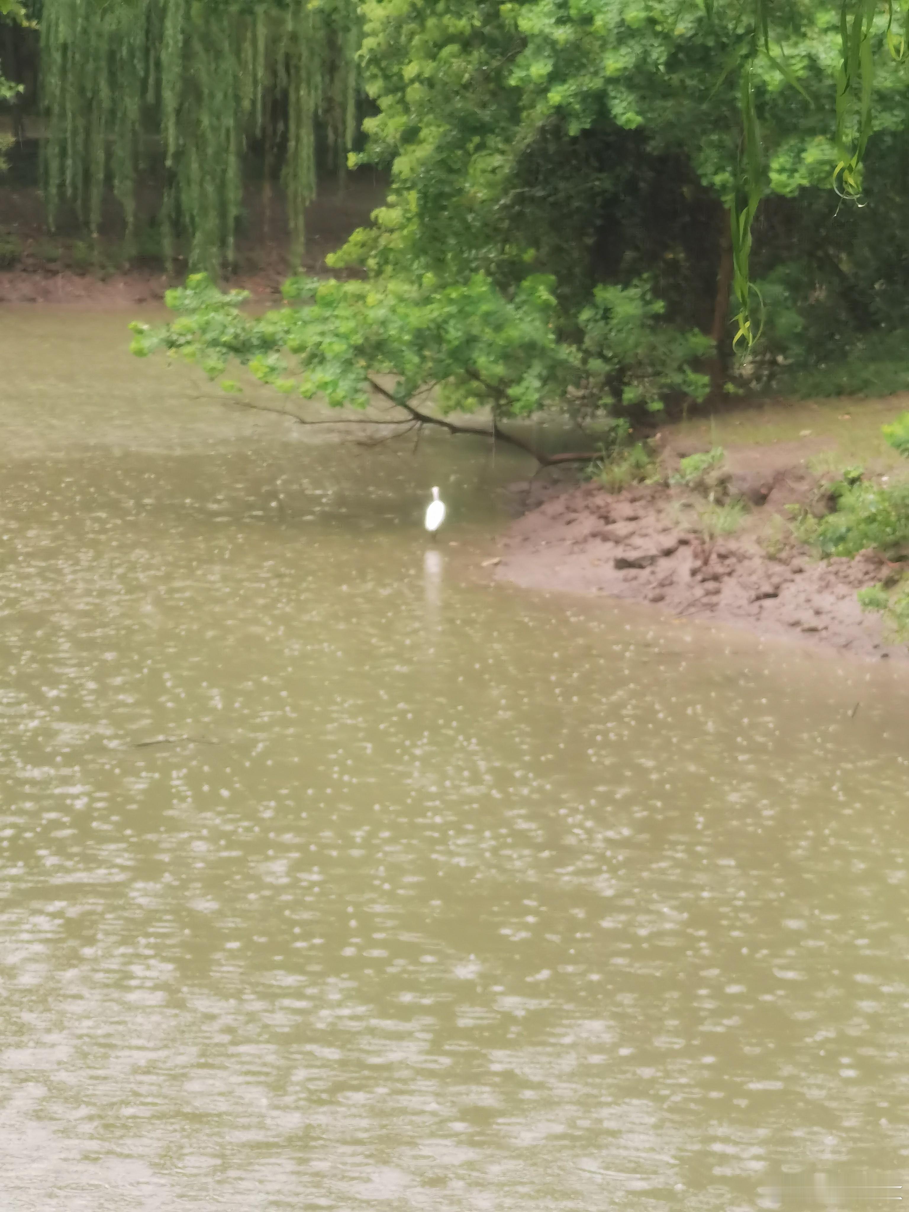 午后依然下雨。吃完午饭，又到绿地散步，惊喜发现了一只白色小鹤！ ​​​