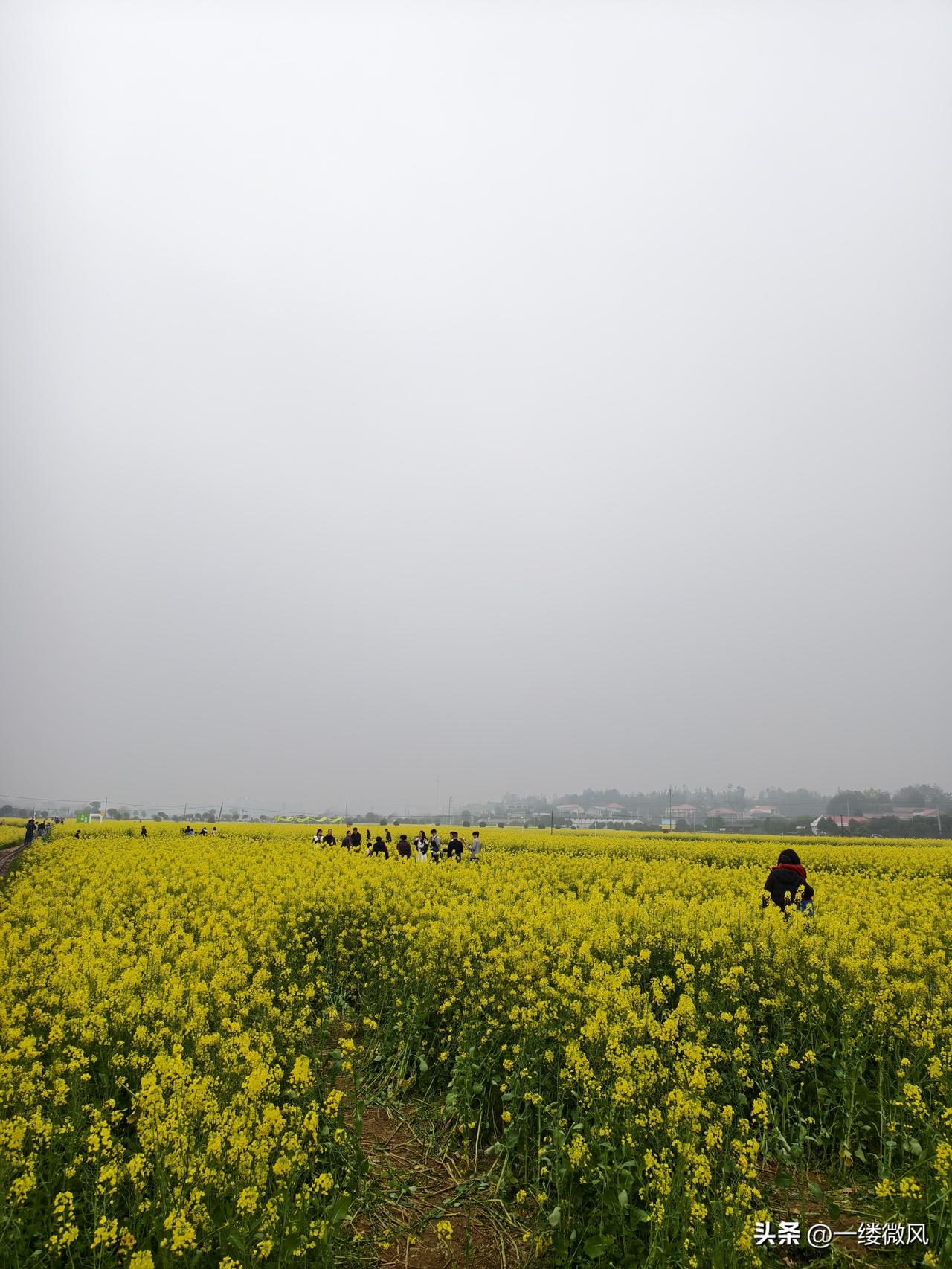 今天和朋友驱车1个多小时到了江背镇五福村，来亲眼看看这里春天的油菜花。
最近，听