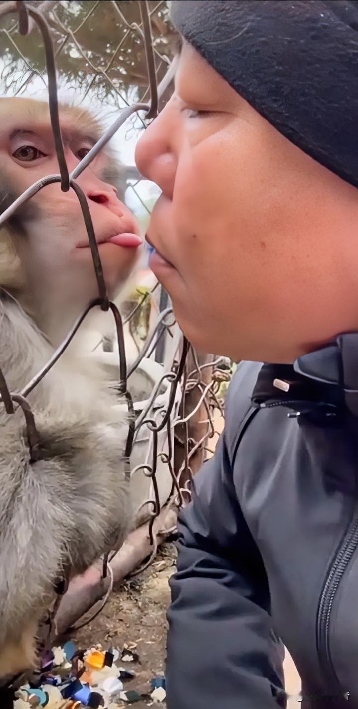 我舌头都伸出来求吻了，你居然还躲开？隔着围栏掏心掏肺的深情，全白费了，本猴的面子