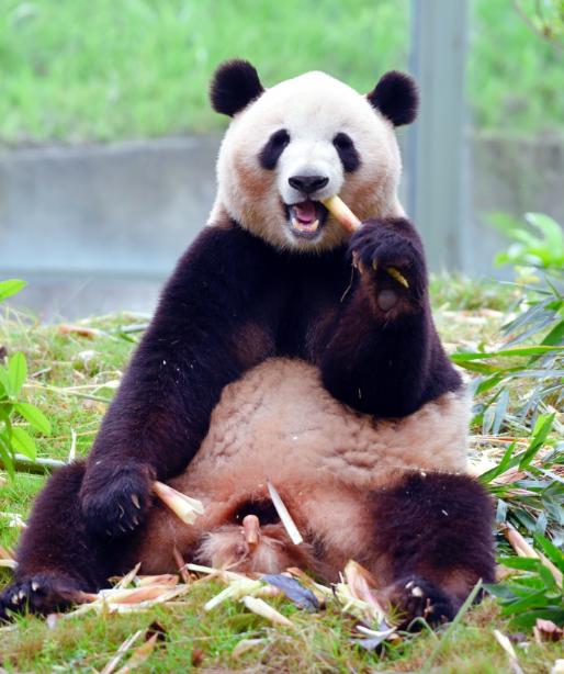 被熊猫艾琳可爱到啊！这只圆滚滚的小家伙，把 “沉浸式炫笋” 演绎到了极致，每帧都