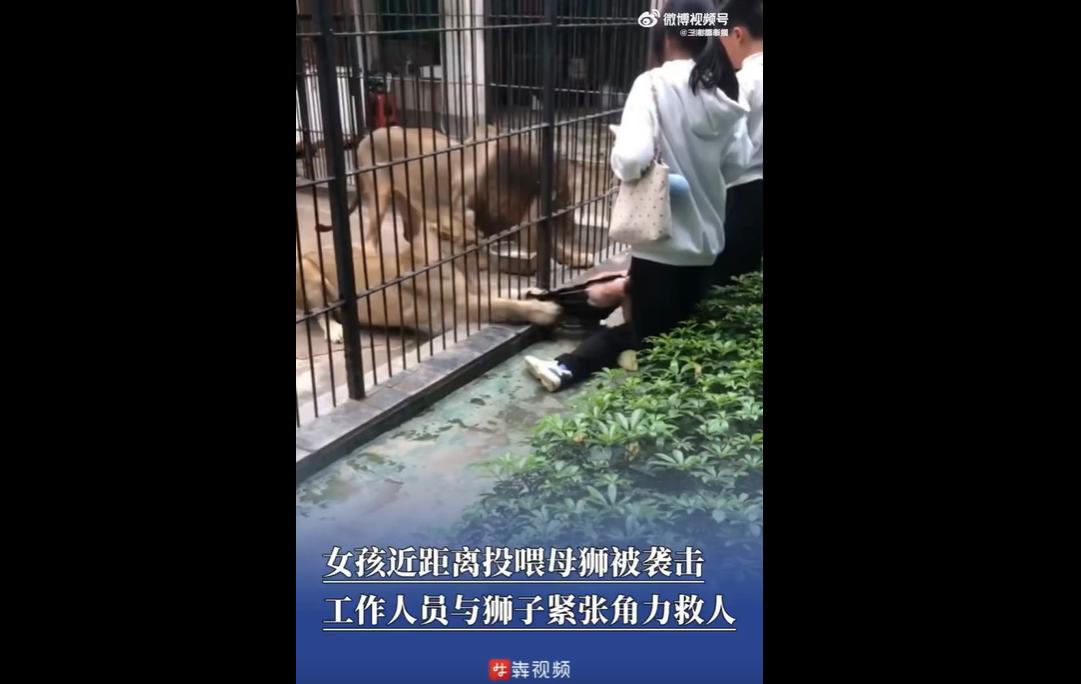 2 月 28 日，广东汕头一女童在动物园投喂时被狮子抓住，所幸饲养员及时施救，孩