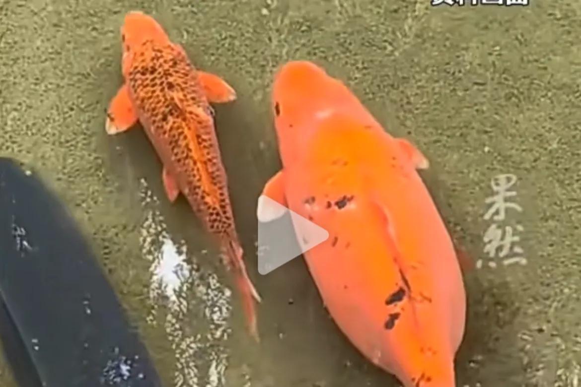 10月4日，山东济南，趵突泉撑死好几条鱼，保安手提撑死的鱼劝阻游客喂鱼。

视频