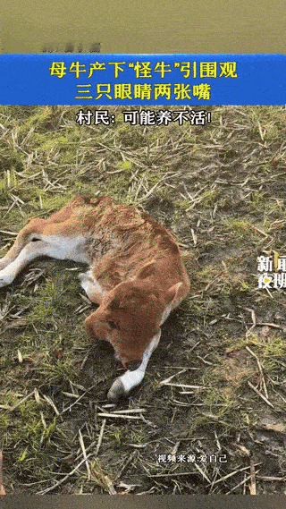 “解释不清了！”广西，一户主家的母牛生下了一只双头小牛，模样很是奇特。这只小牛长