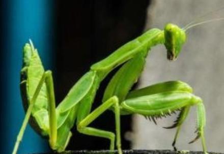 螳螂在交配完后，母螳螂会吃掉自己的另一半，然而在母螳螂吃公螳螂的时候，公螳螂却不