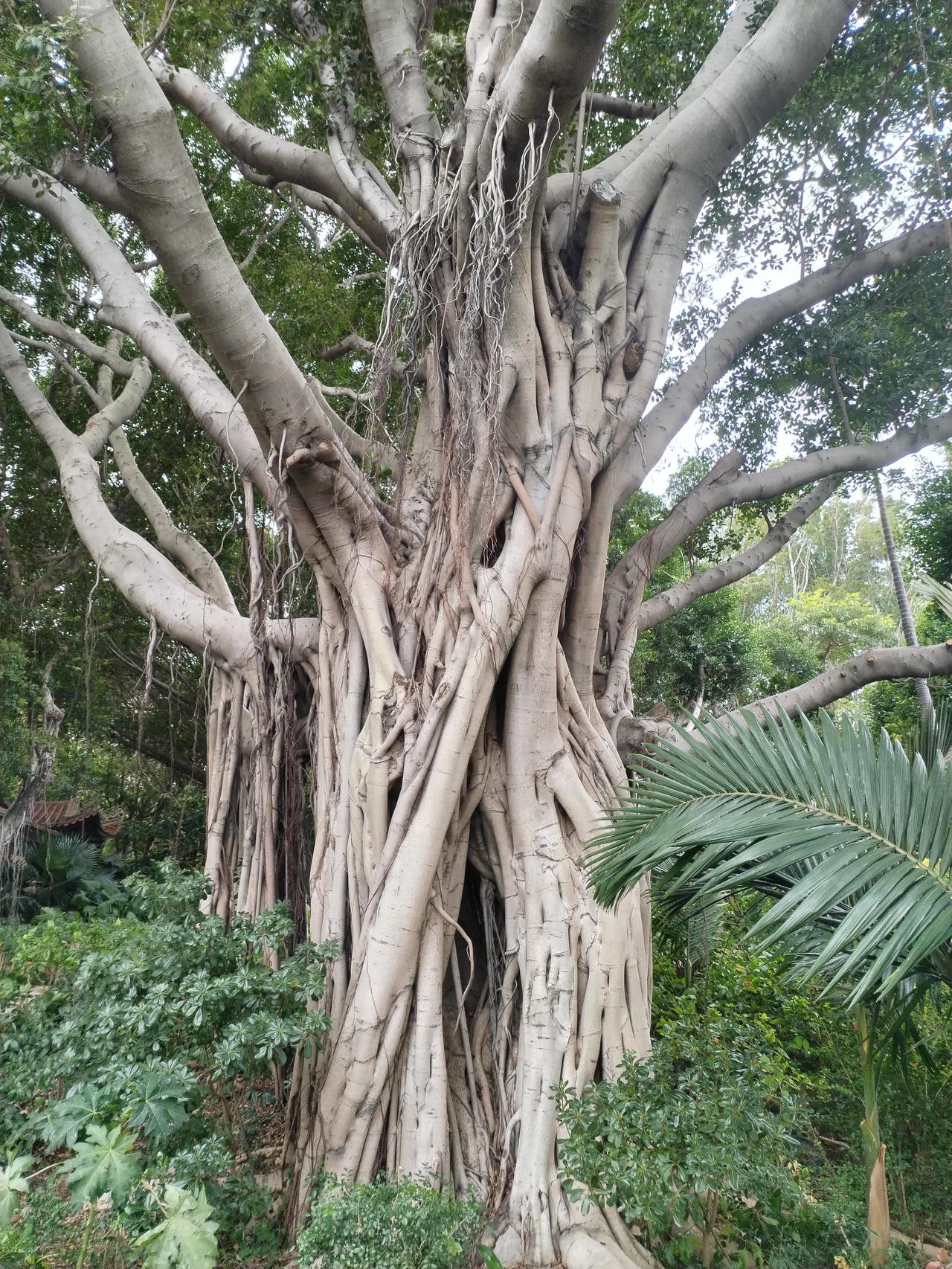 “鱼塘边的榕树上，知了在声声的叫着夏天，”望着湖边的榕树，我情不自禁的想到了这首