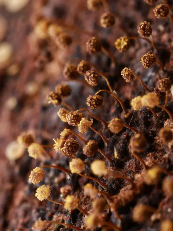 如何掌握多菌种按比例制曲? 掌握多菌种按比例制曲可不简单。首先得清楚不同菌种的特