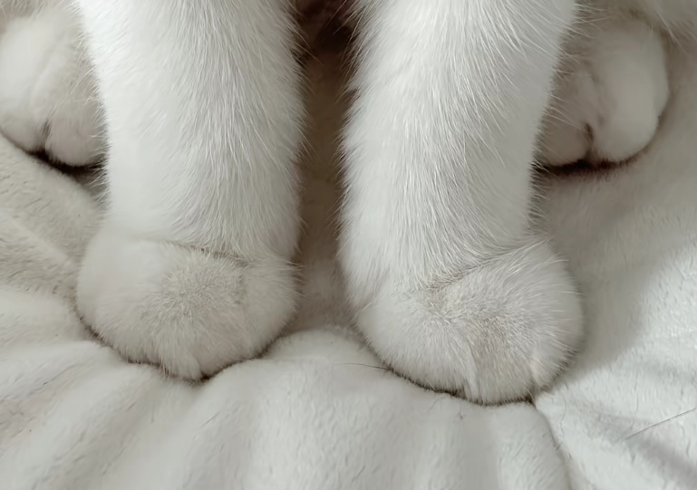 猫爪