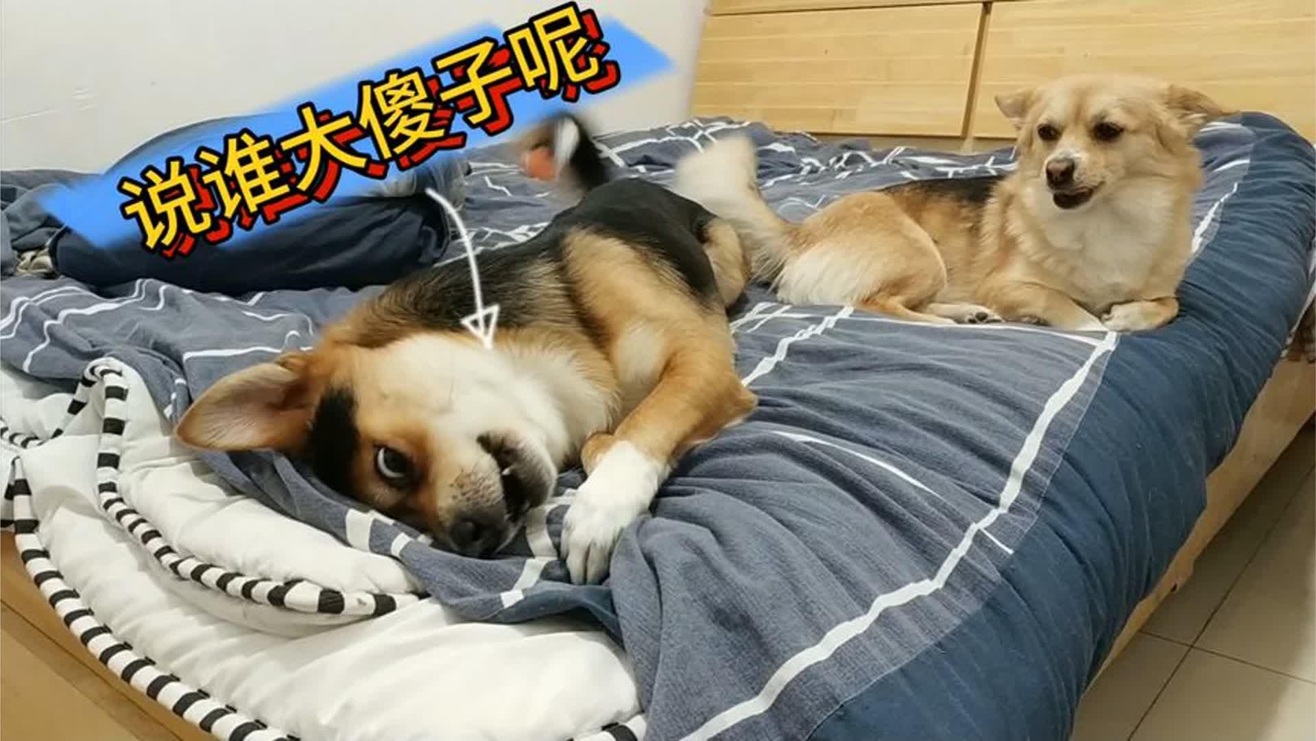 主人用狗语翻译器和狗狗交流，狗狗竟然听懂了！主人直呼好神奇！