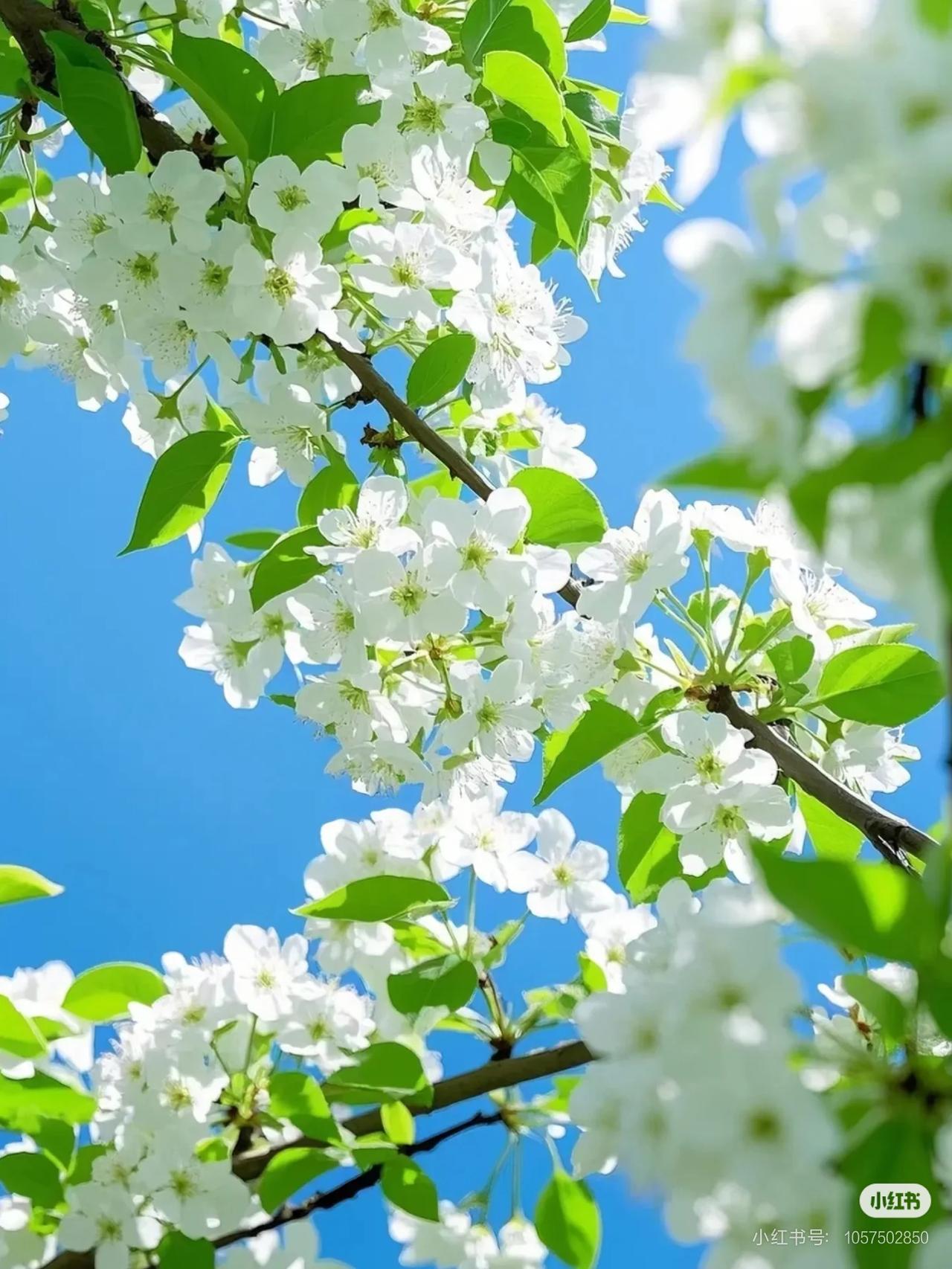 澄澈的湛蓝天空作为底色，干净得没有一丝杂色，与满枝的雪白花瓣形成鲜明对比。花瓣带