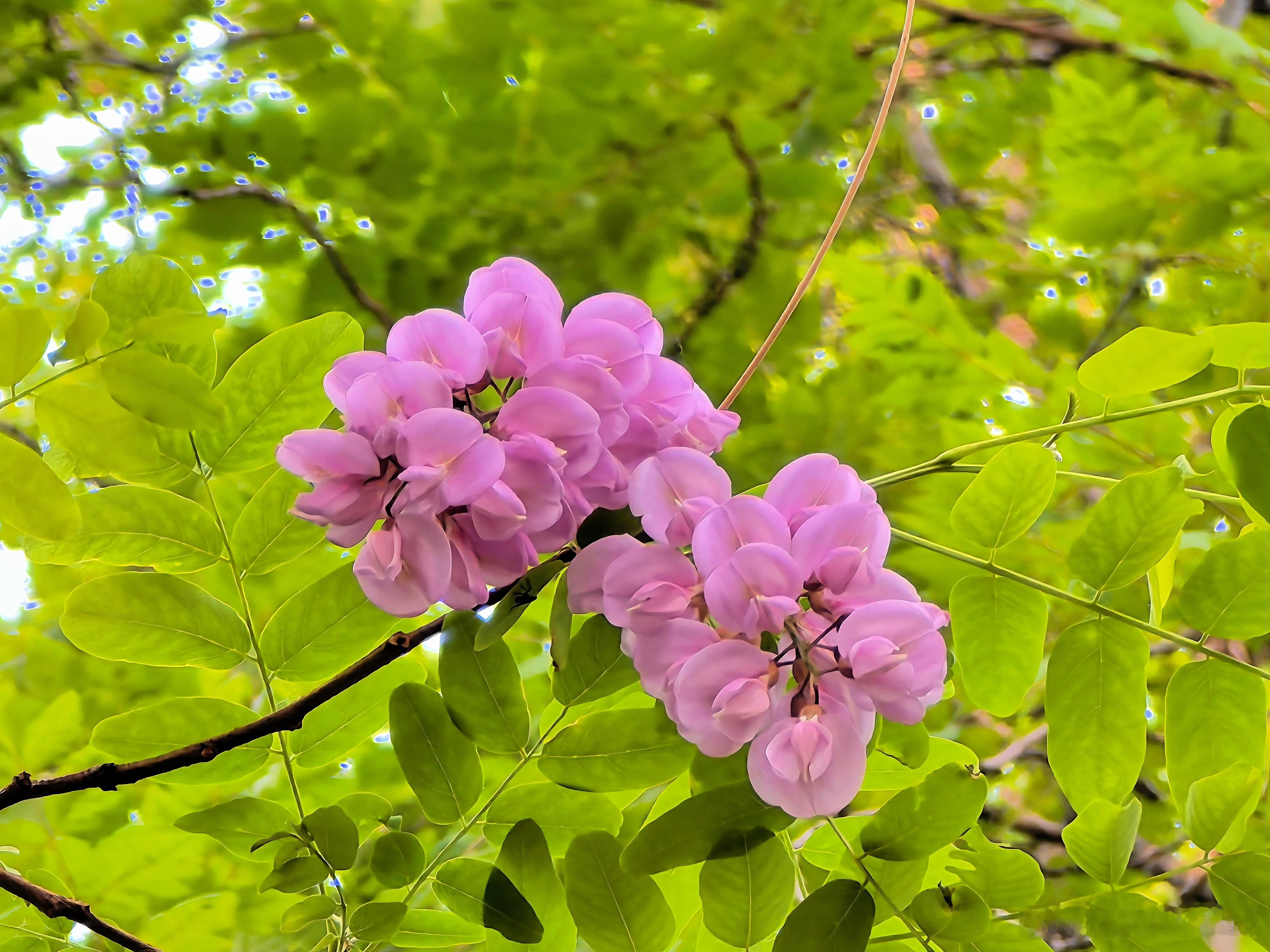 五月槐花香，暮春才登场。海棠花溪的海棠早已谢幕，在这条花溪的东口，有两棵高大的槐