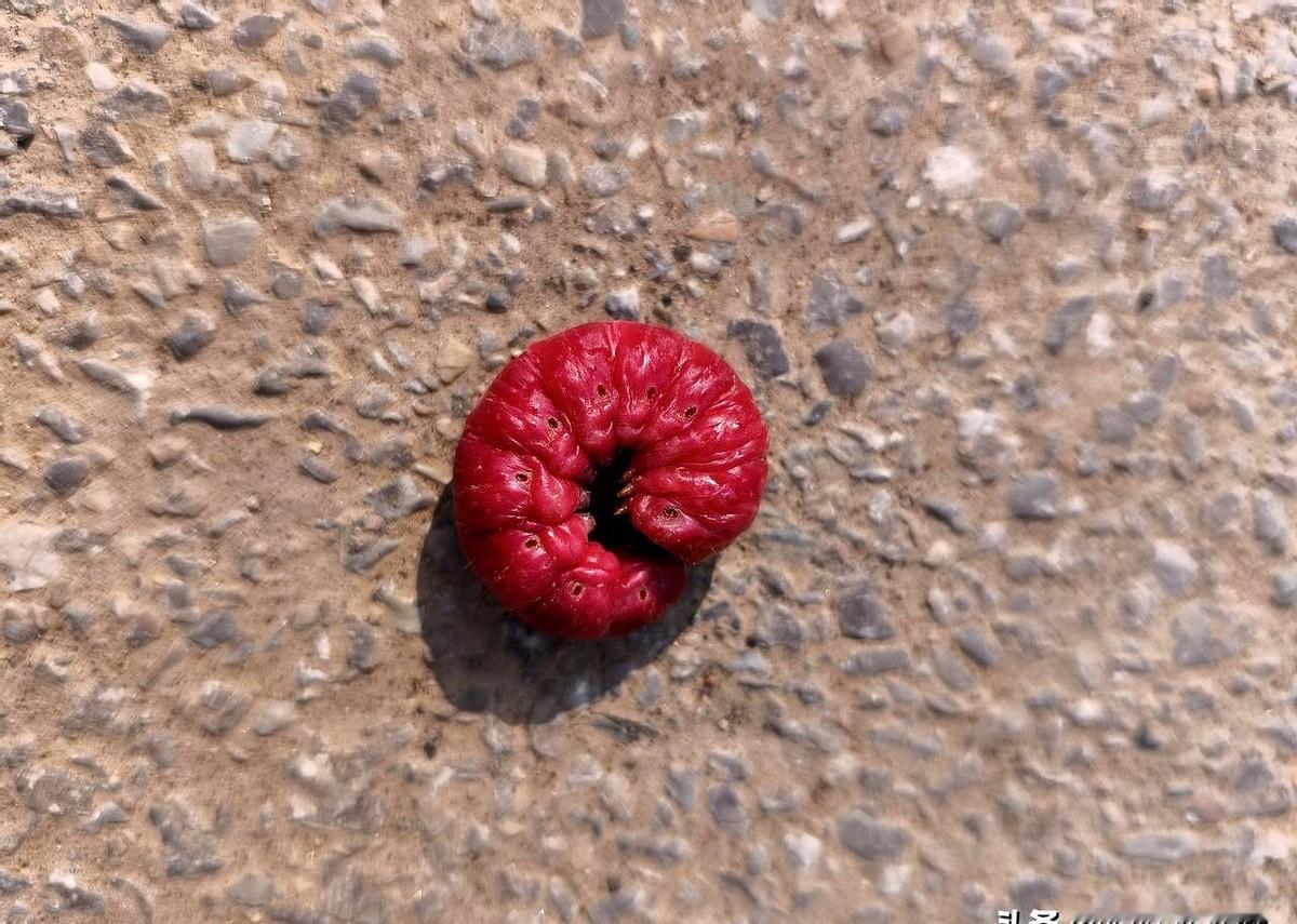 突然，老公叫住了我，竟然是一条大豆虫！
我吓了一大跳，赶紧跳到了老公身上，老公紧