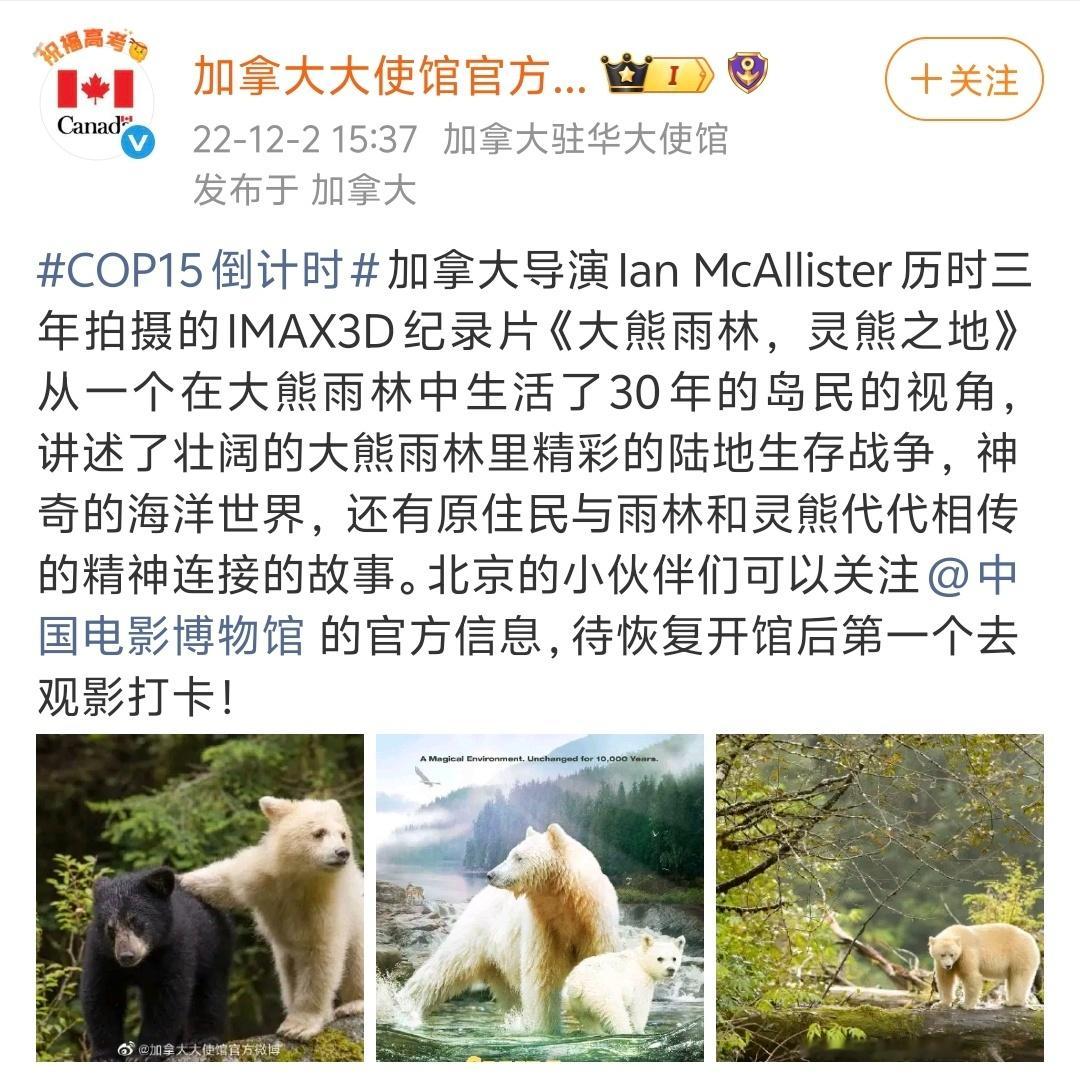 加拿大纪录片《大熊雨林》定档9月5日全国CINITY影院专线上映！IMAX科教纪