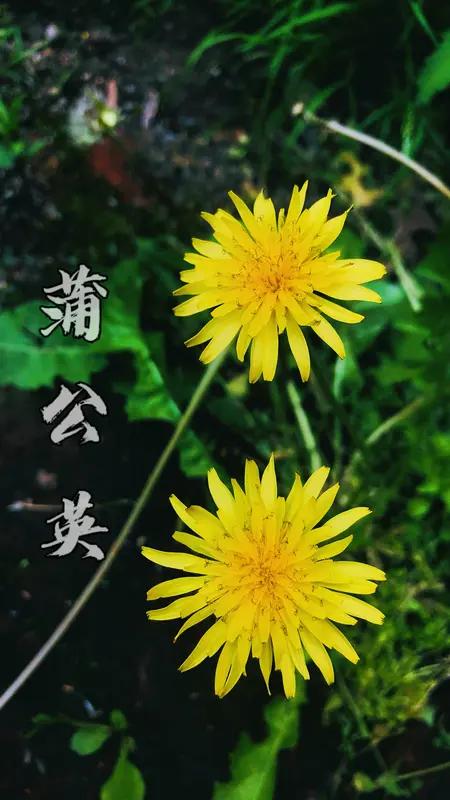 分享我随拍的蒲公英！照片里的蒲公英，有的嫩叶细窄，边缘像锯齿和波浪；有的顶着金灿