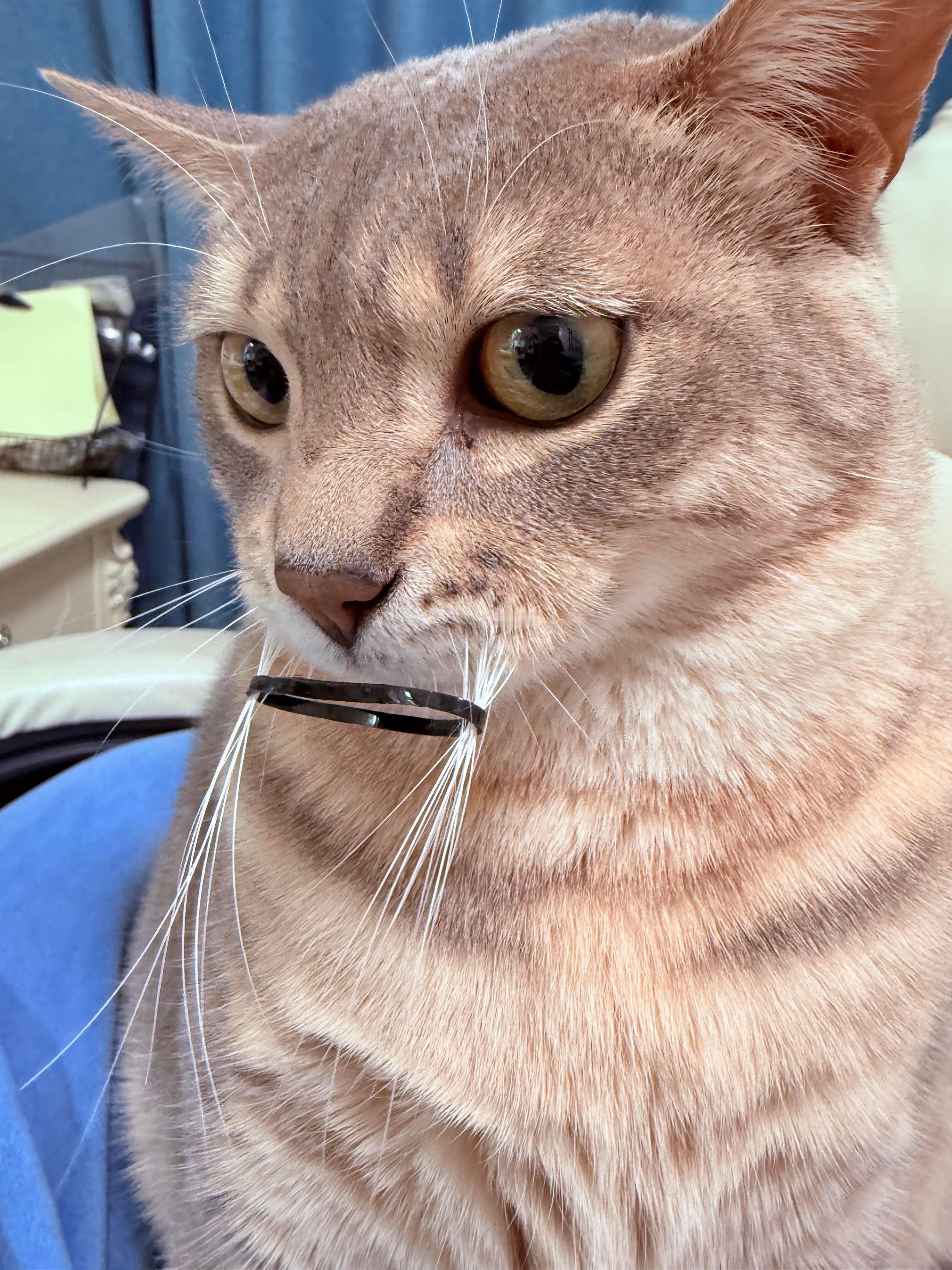 小猫被绑胡须一整个呆滞住 