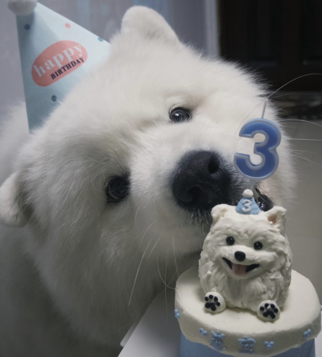 小狗过生日就是这样呀 