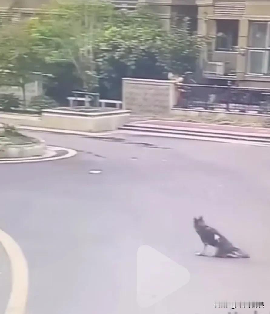 散养狗跑出去，回来时后腿就瘸了，狗主人怀凝有人虐狗打的，报了警，调出监控惊呆了，