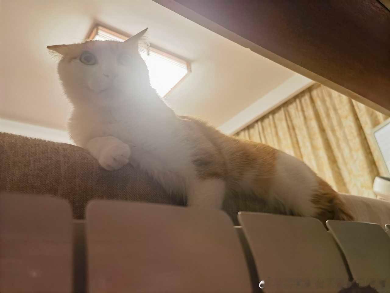 49447【丑猫】朋友家的三只不明生物 