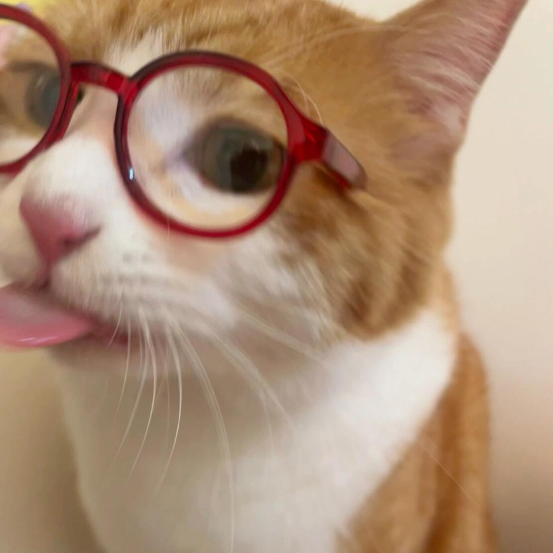 小猫老师 •͈ᴗ⁃͈ ✧||这个猫老师 还会wink呢可以教我吗😉#萌宠##猫