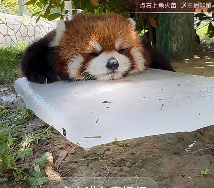 震撼萌物