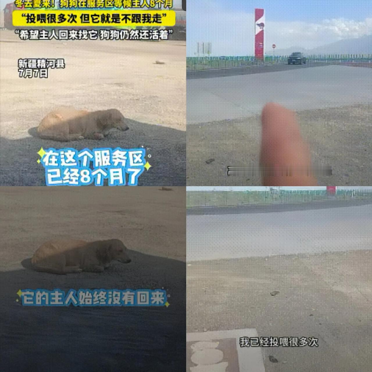 泪目了！新疆，一男子得知狗狗在服务区等待主人8个月，投喂多次，却不愿意被男子收养