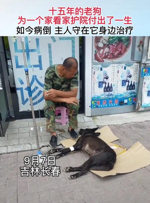 吉林长春，一名老大哥看着自家的老狗躺在地上打点滴，他很伤心，他不知道此时能干点什