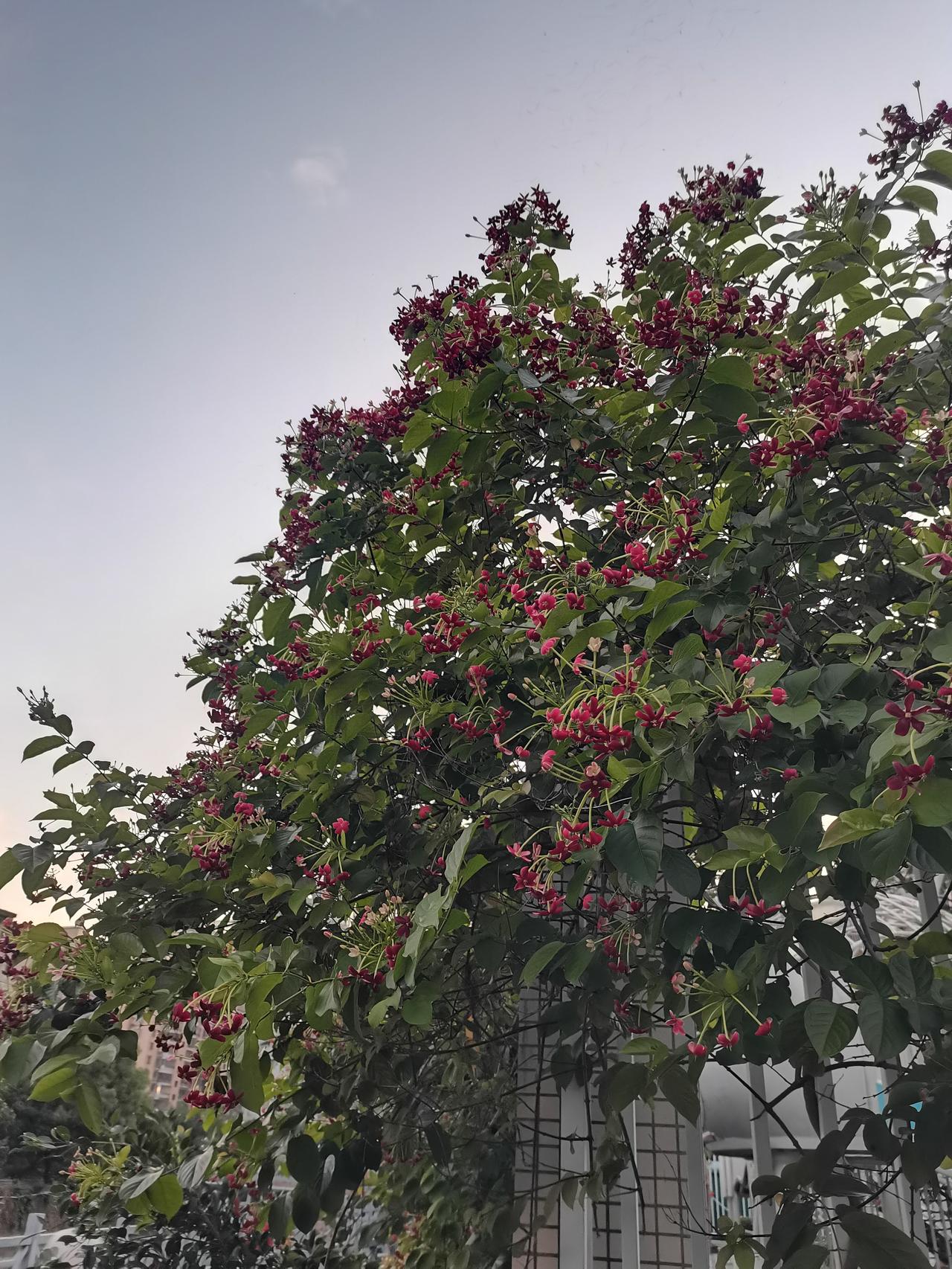 《七律～兰花香型的使君子》

孤吟屈指弄潮郎，
入鼻兰花忘我香；
一望回头使君子