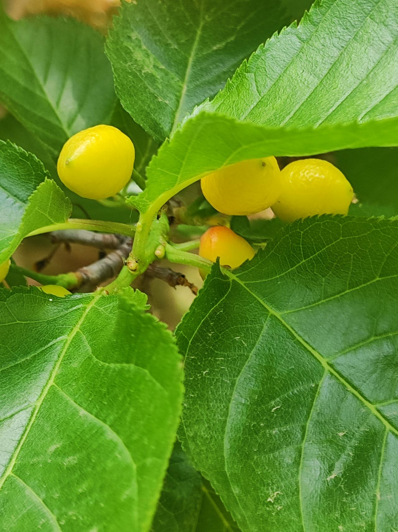 惊艳的黄樱桃

宾馆里的两棵黄樱桃，是观赏性的。尝过，比晶莹剔透的红樱桃差很多。
