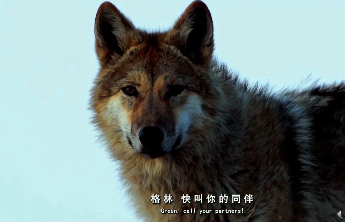 格林不在了啊啊啊啊小格林