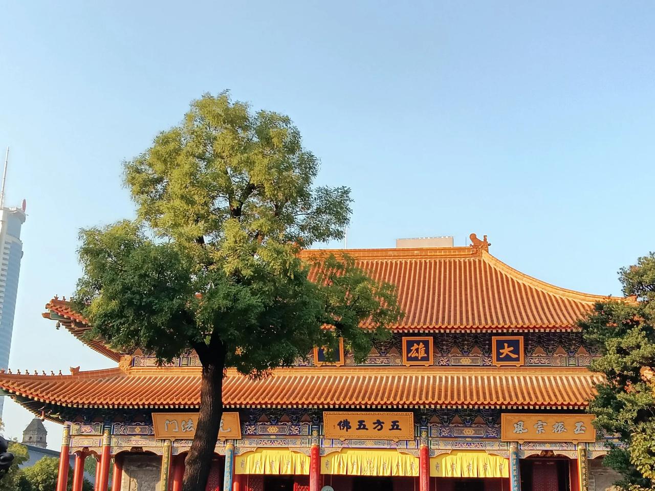 大兴善寺之秋
密宗祖庭兴善寺，宝塔玲珑诸佛临。
柿柿彤彤红光靓，银杏灿灿金煌煌。