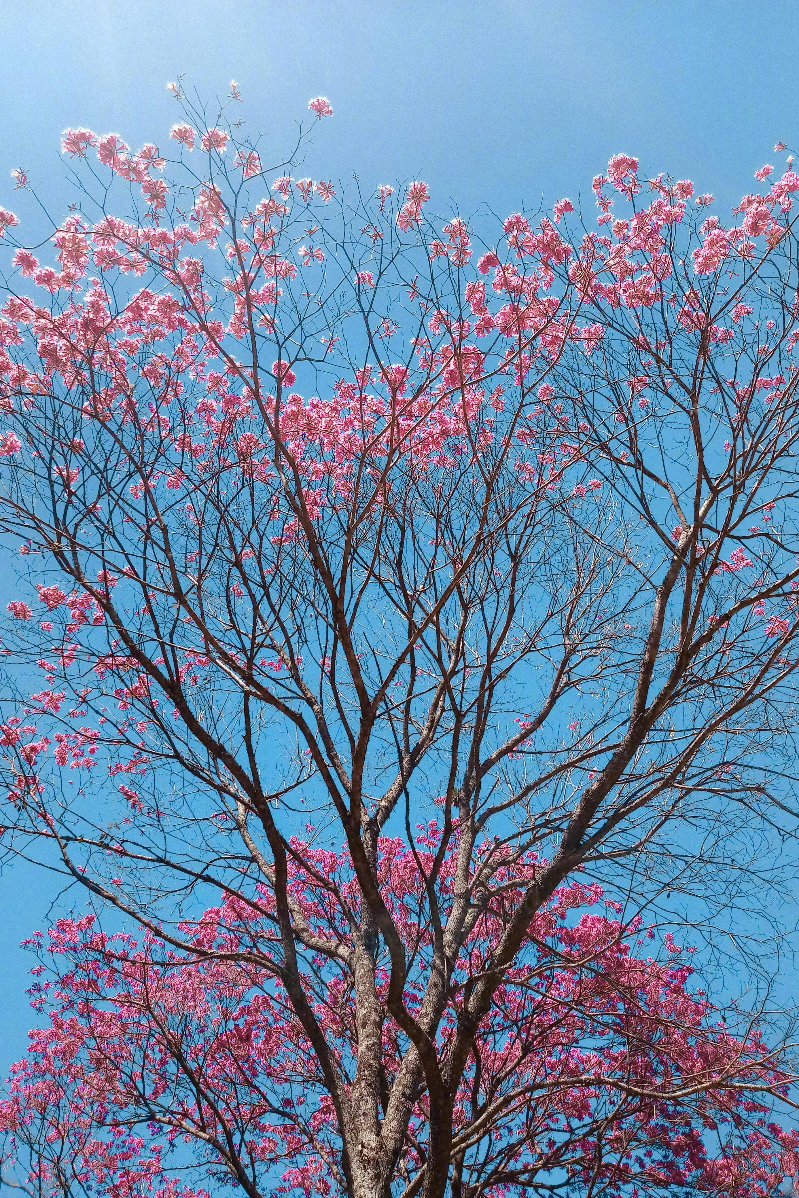 看淡世事沧桑，内心安然无恙。——丰子恺《万般滋味，都是生活》