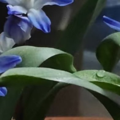 雪光花（冷门球根，早春蓝花，极少家庭盆栽）种植方法1. 种球预处理剥去外层干枯老