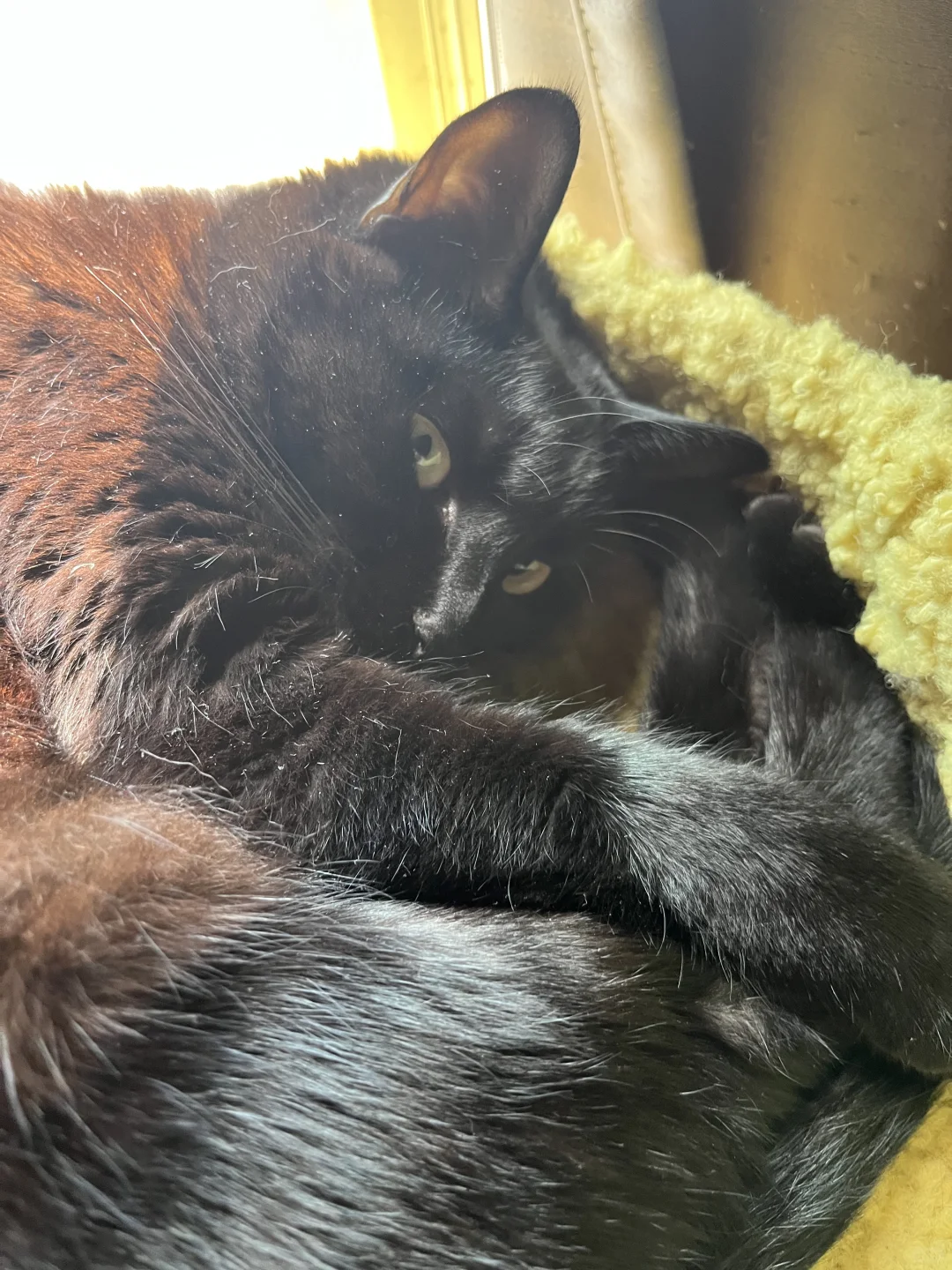 为什么黑猫的毛是红色的？
