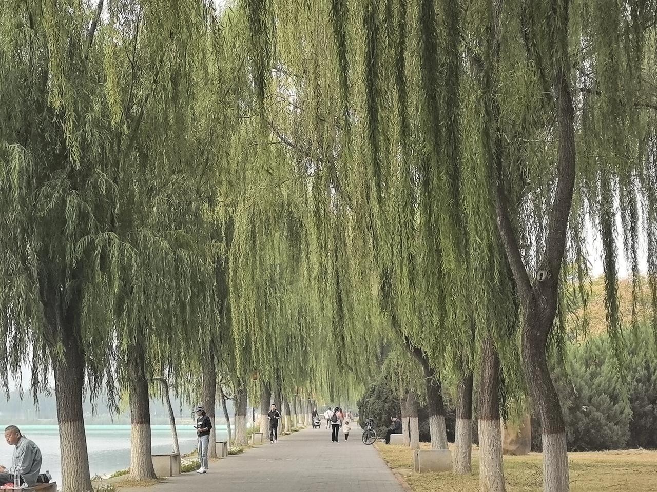 分享你热爱生活的照片生活在新疆的吃货，最好有一个自己的小院子，养两只小山羊，生活