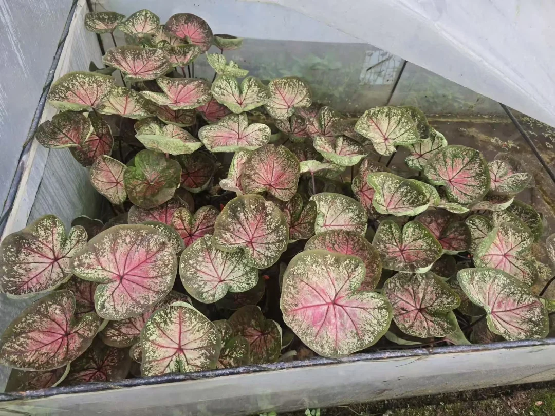 复古玫瑰粉海王图片这批