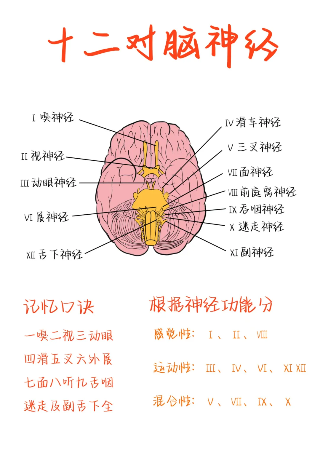 医学生笔记——12对脑神经