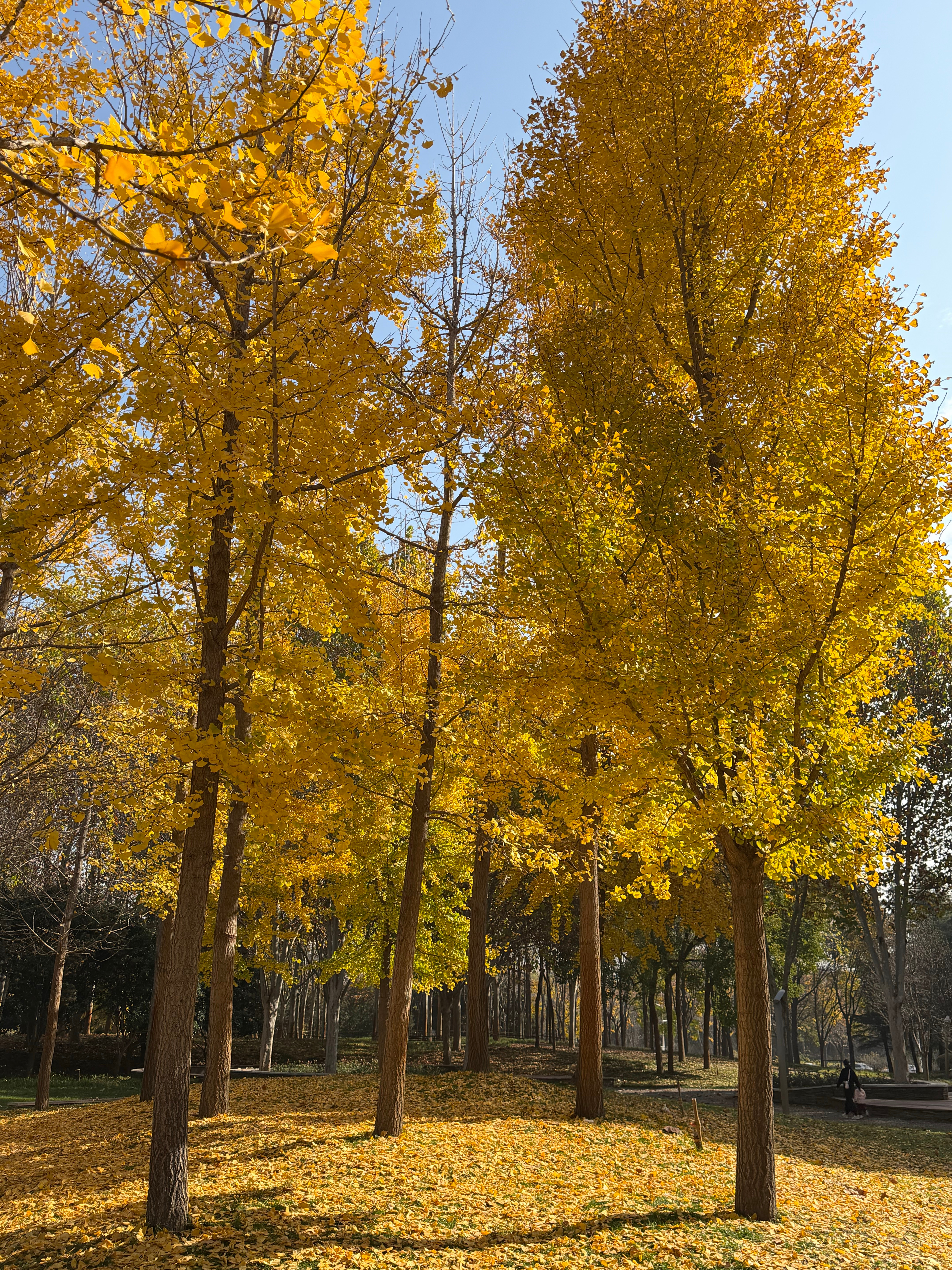 不冷不热，没有虫蚊，goldendays 