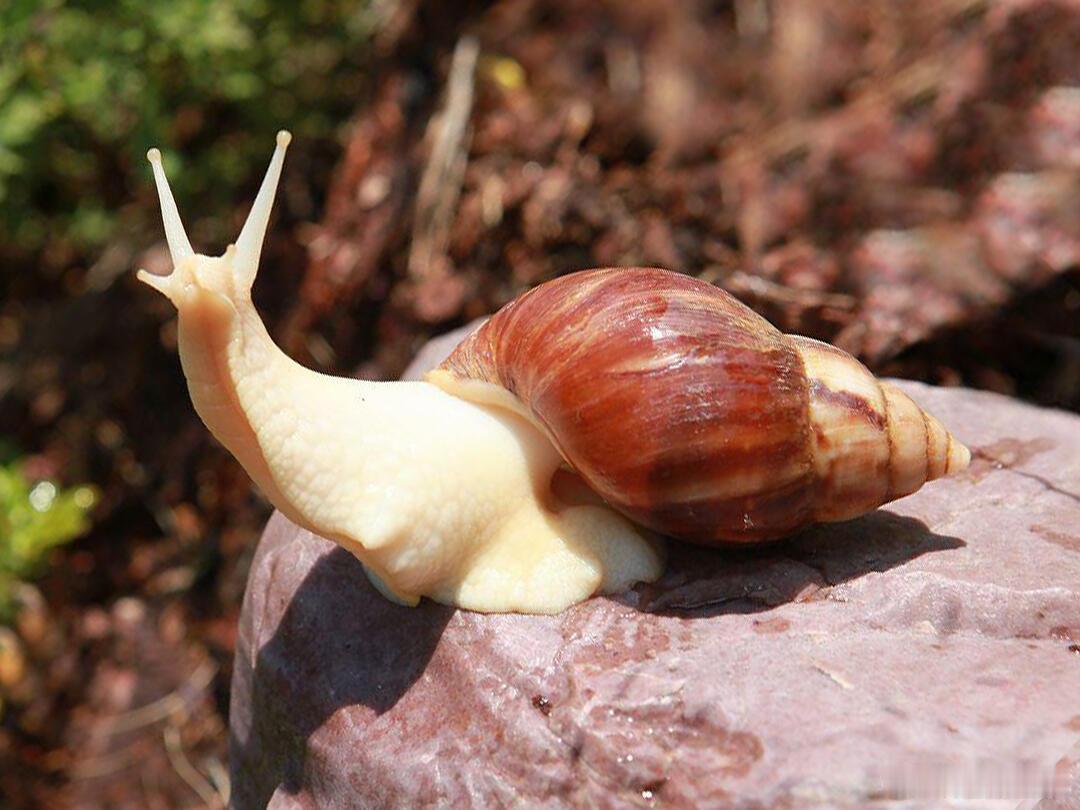 呆萌动物动物奇趣🐌非洲大蜗牛「慢吞吞却“破坏力惊人”的大块头蜗牛」 🐌外观特