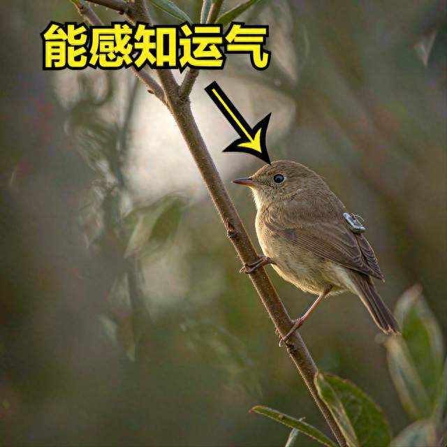 老祖宗说的“运气”，两千年后被一只30克的鸟验证了一半