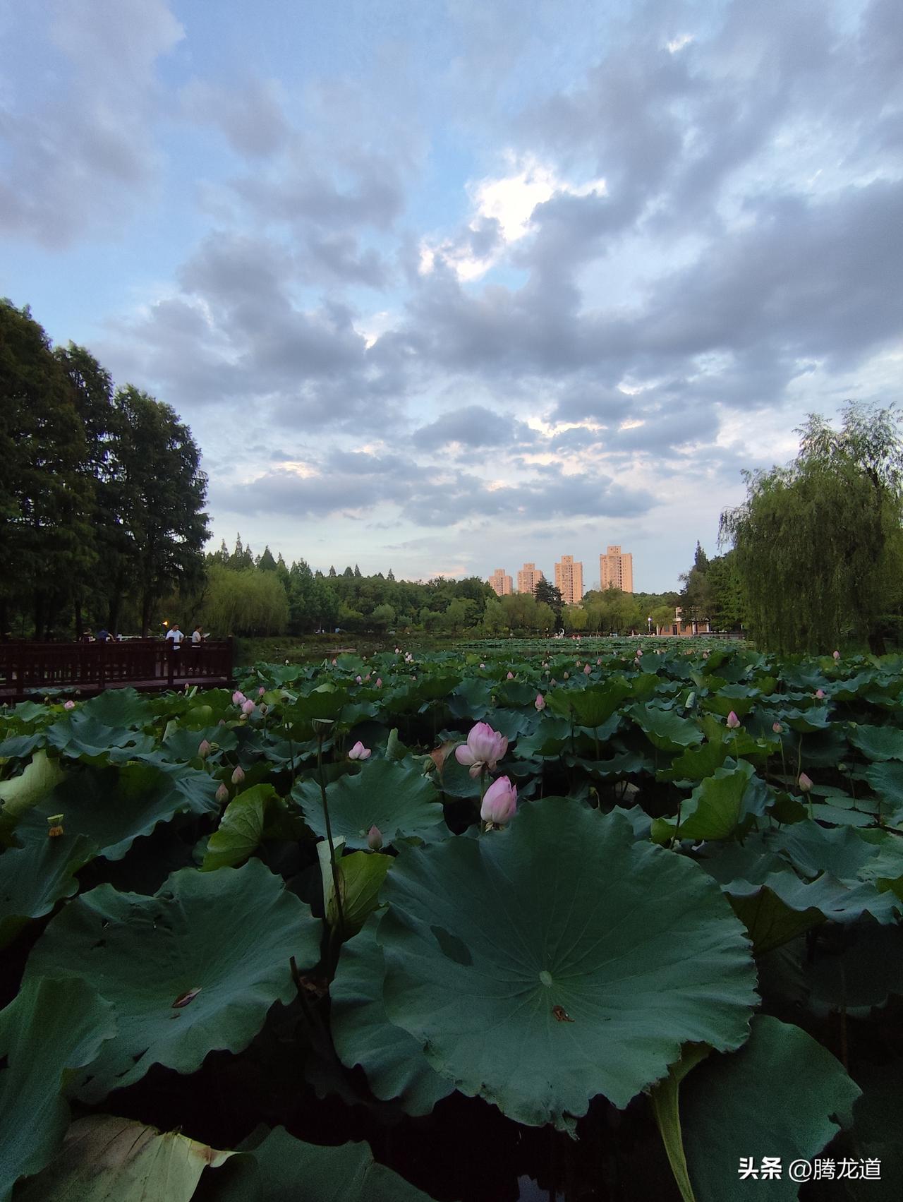 来上海看油画般的美景夏日的上海金桥公园，金莲湖翠绿的荷叶张着笑脸，朵朵荷花妩媚动