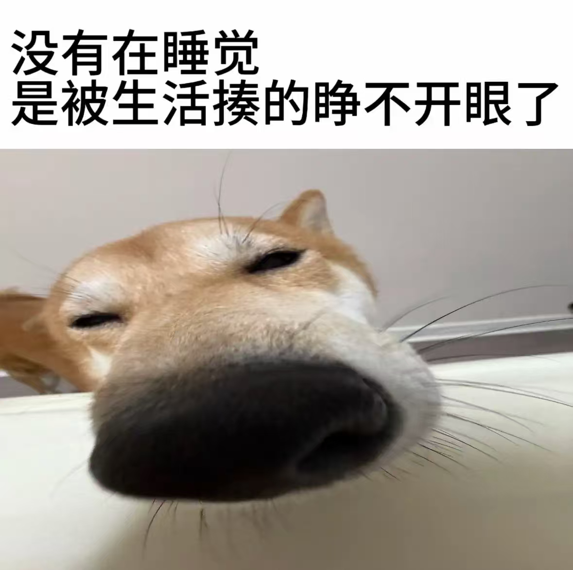 没有在睡觉，是被生活揍的睁不开眼了 ​​​