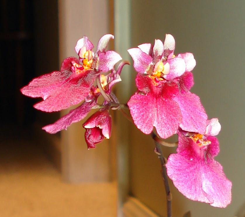 Tolumnia popoki 'Mitzi'
中文名：米兹波波托鲁兰 / 迷你