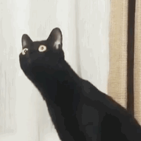 其实很适合猫猫塑 