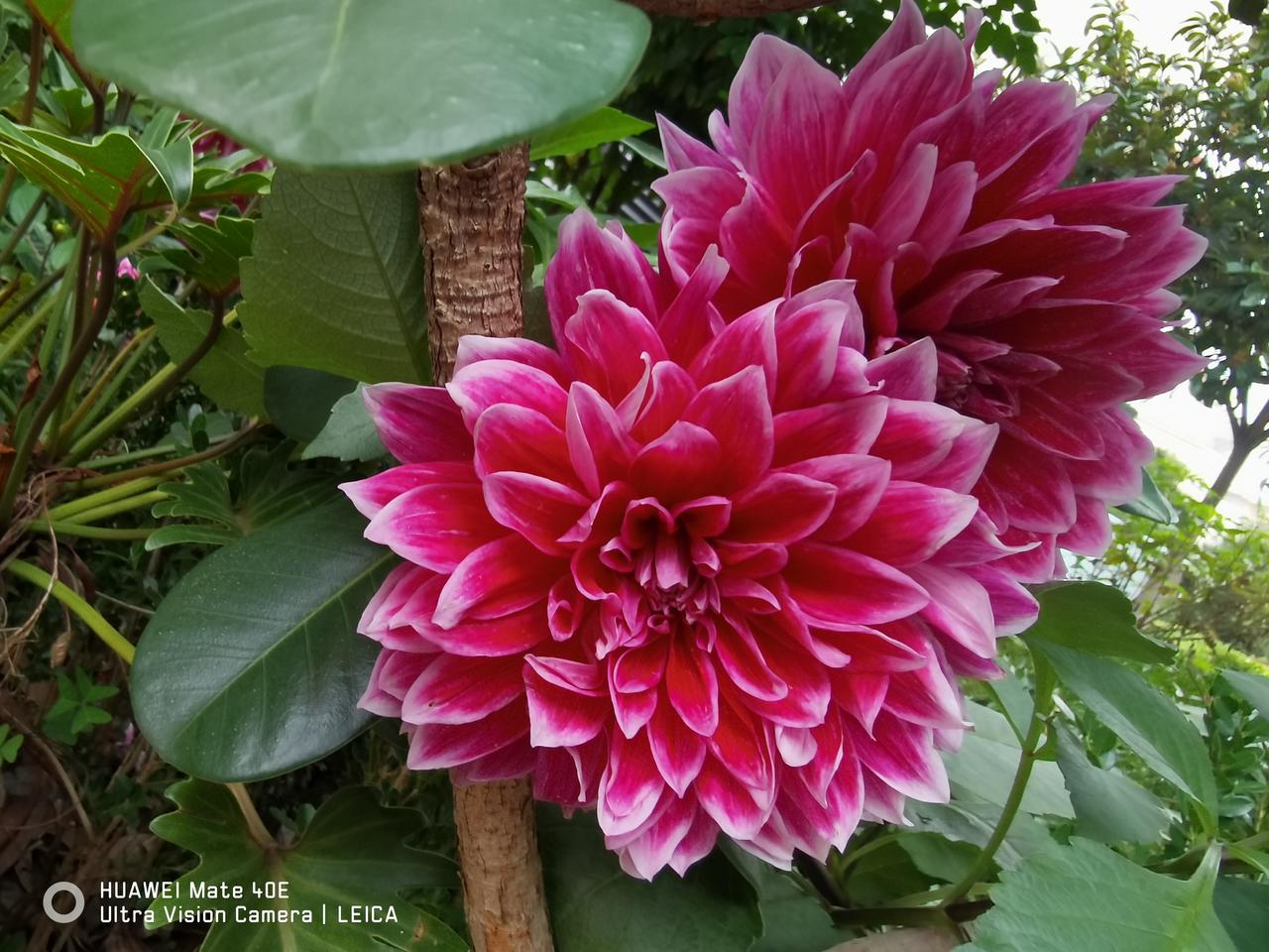 一朵明艳动人的大丽花，花盘硕大饱满，开得热烈酣畅，千瓣层叠回旋，色泽鲜亮明丽，全
