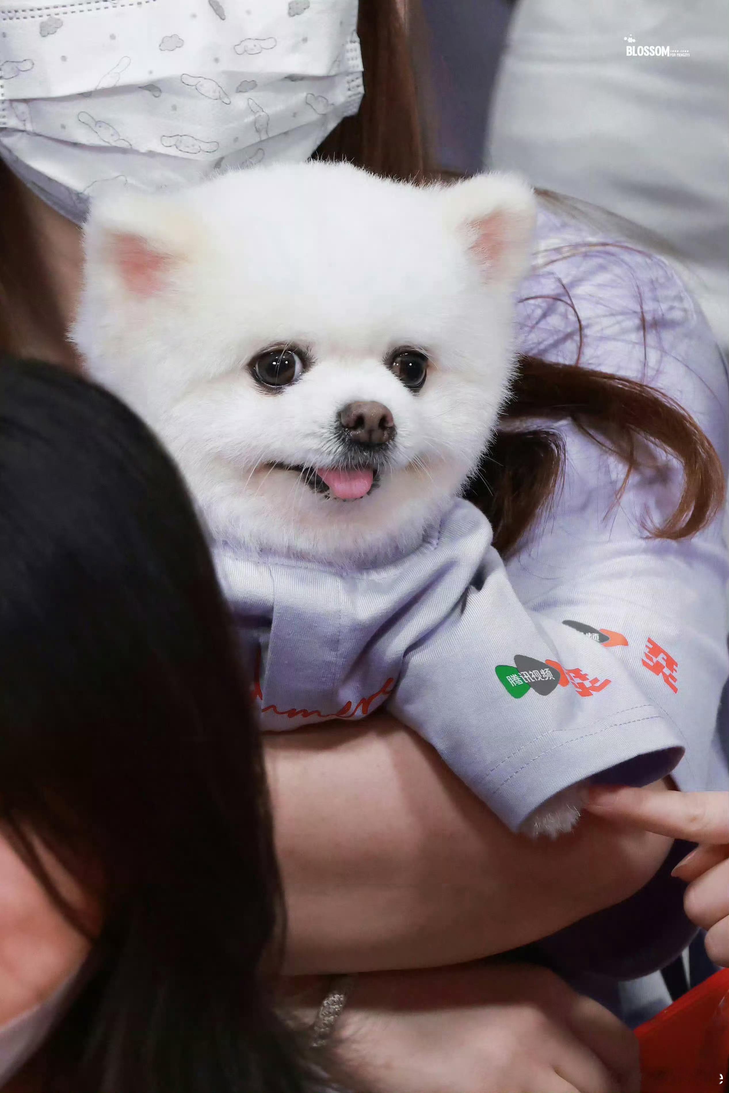 孟子义开机抱狗巧克力大明星 