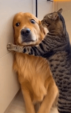 霸道小娇妻强制怂货总裁 