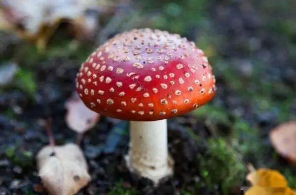 仅数小时就中毒丧命！这种中药千万要小心[话筒]笔者之前听闻到一些消息，有些中医爱