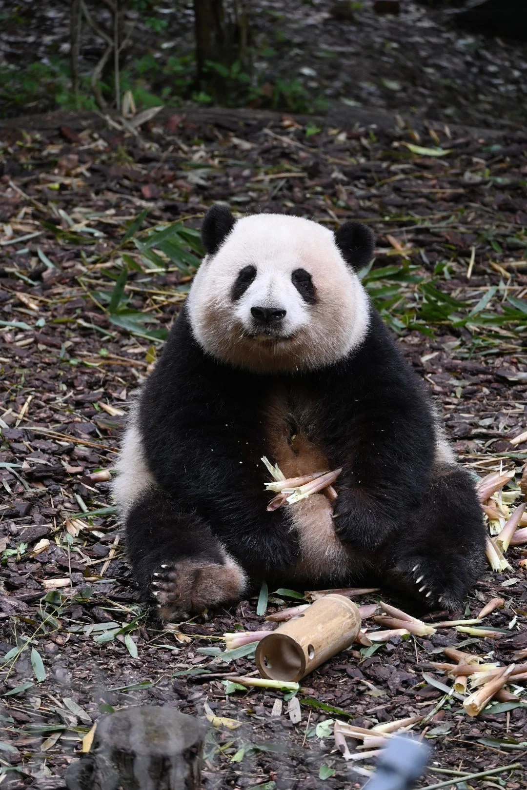 今日份弥勒小花
