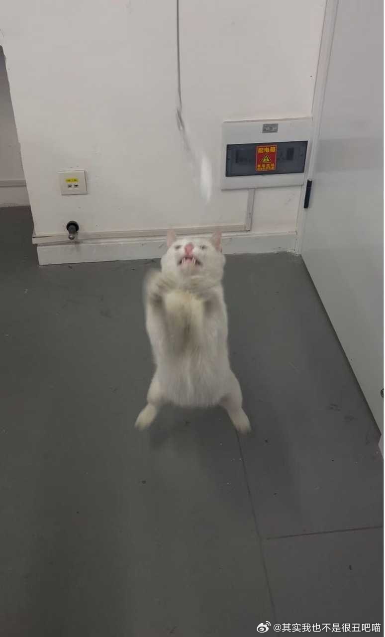 49906【丑猫】丑猫 
