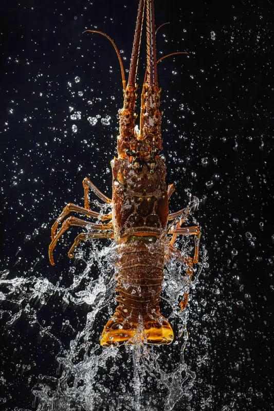 英国禁止活煮龙虾，是人道进步还是多此一举？
 
活蹦乱跳的龙虾直接丢进沸水，随着