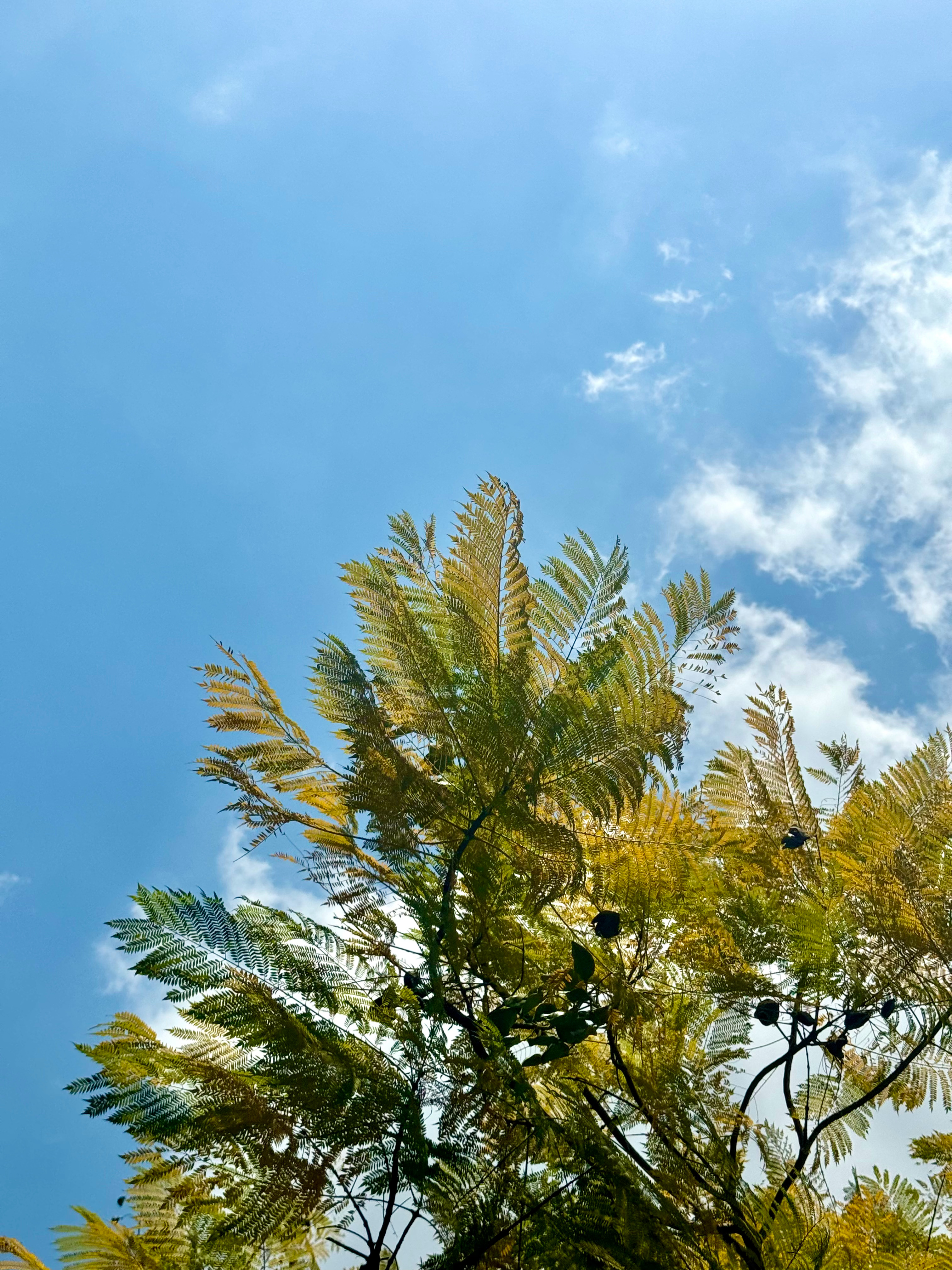 天朗气清，风和日丽～多进行一些光合作用☀️🌿 
